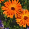 Pack of 2 Daisy Plants, Orange Gerbera Daisy Live Plants, Gerbera Daisy Plant Outdoor Indoor, 4 to 7 Inches Tall, Daisy Live Plant, Daisy Plants Live for Growing, No Pot