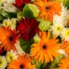 Pack of 2 Daisy Plants, Orange Gerbera Daisy Live Plants, Gerbera Daisy Plant Outdoor Indoor, 4 to 7 Inches Tall, Daisy Live Plant, Daisy Plants Live for Growing, No Pot