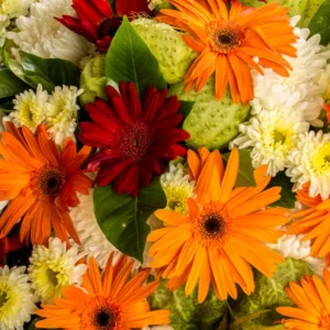 Pack of 2 Daisy Plants, Orange Gerbera Daisy Live Plants, Gerbera Daisy Plant Outdoor Indoor, 4 to 7 Inches Tall, Daisy Live Plant, Daisy Plants Live for Growing, No Pot
