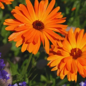 Set of 2 Orange Daisy Plants, Gerbera Daisy Live Plants, 3 to 6 Inches Tall, Gerbera Daisy Plants Live, No Pot, Daisy Live Plant, Daisy Plants Live for Gardening, Daisy Flower Plant