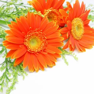 3 Daisy Plants, Orange Gerbera Daisy Live Plants, 4 to 6 Inches Tall, Gerbera Daisy Plants Live, Daisy Live Plant, No Pot