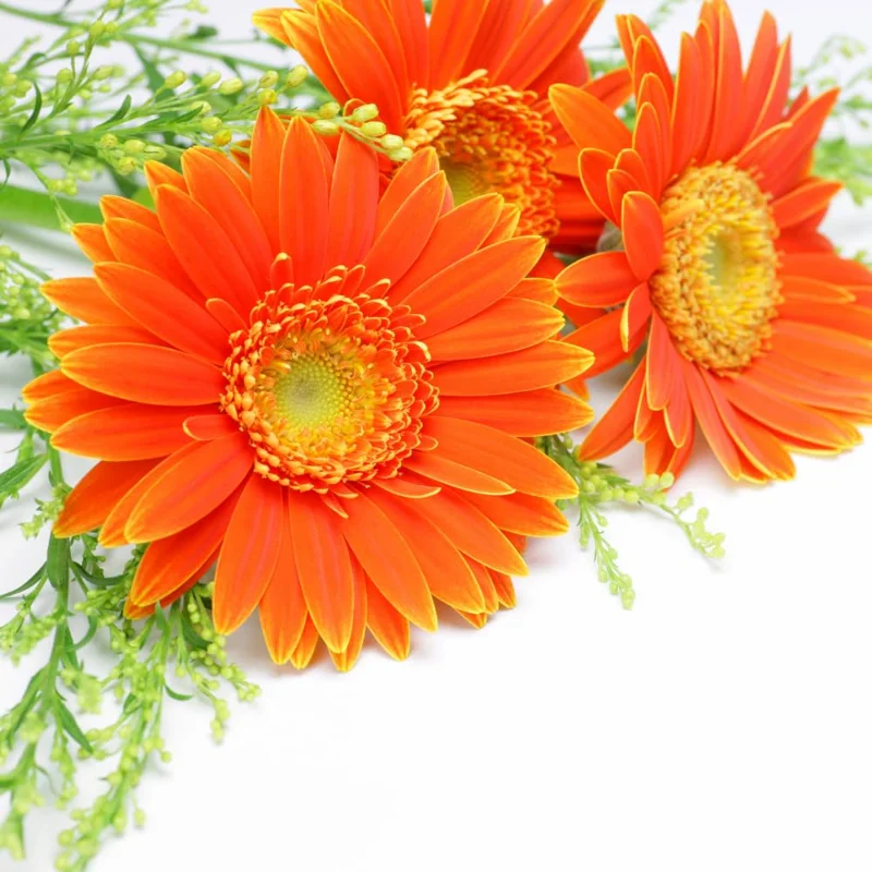 3 Daisy Plants, Orange Gerbera Daisy Live Plants, 4 to 6 Inches Tall, Gerbera Daisy Plants Live, Daisy Live Plant, No Pot