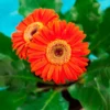 Set of 3 Orange Daisy Plants, Gerbera Daisy Live Plants, 3 to 6 Inches Tall, Gerbera Daisy Plants, No Pot, Daisy Live Plant, Daisy Plants Live for Gardening, Daisy Flower Plant