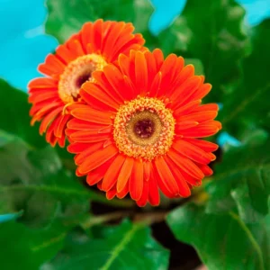 Set of 3 Orange Daisy Plants, Gerbera Daisy Live Plants, 3 to 6 Inches Tall, Gerbera Daisy Plants, No Pot, Daisy Live Plant, Daisy Plants Live for Gardening, Daisy Flower Plant