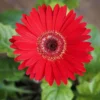 Set of 2 Red Daisy Plants, Gerbera Daisy Live Plants, 5 to 7 Inches Tall, Gerbera Daisy Plants, No Potted, Daisy Live Plant, Daisy Plants Live for Gardening, Daisy Flower Plant