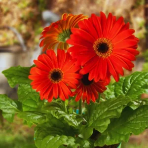 Set of 2 Red Daisy Plants, Gerbera Daisy Live Plants, 5 to 7 Inches Tall, Gerbera Daisy Plants, No Potted, Daisy Live Plant, Daisy Plants Live for Gardening, Daisy Flower Plant