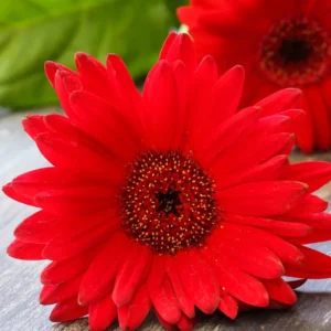 Pack of 3 Daisy Plants, Red Gerbera Daisy Live Plants, Gerbera Daisy Plant 5 to 7 Inches Tall, Daisy Live Plant, Daisy Plants Live for Growing Outdoor Indoor, No Pot