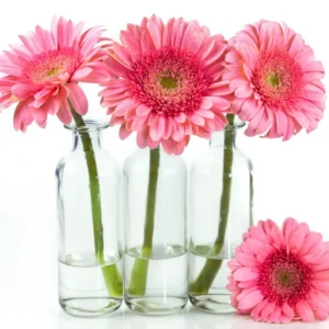 2 Daisy Plants, Pink Gerbera Daisy Live Plants, 4 to 6 Inches Tall, Gerbera Daisy Plant No Pot, Daisy Live Plant, Daisy Plants Live for Gardening