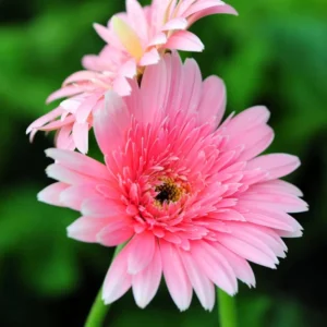 2 Daisy Plants, Pink Gerbera Daisy Live Plants, 4 to 6 Inches Tall, Gerbera Daisy Plant No Pot, Daisy Live Plant, Daisy Plants Live for Gardening