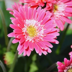 Set of 2 Pink Daisy Plants, Gerbera Daisy Live Plants, 3 to 6 Inches Tall, Gerbera Daisy Plants, Daisy Live Plant, Daisy Plants Live for Gardening, Daisy Flower Plant, No Pot