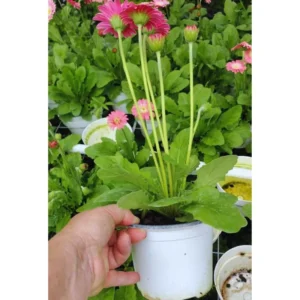 Set of 2 Pink Daisy Plants, Gerbera Daisy Live Plants, 3 to 6 Inches Tall, Gerbera Daisy Plants, Daisy Live Plant, Daisy Plants Live for Gardening, Daisy Flower Plant, No Pot