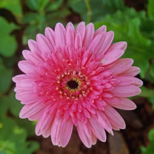 3 Daisy Plants, Pink Gerbera Daisy Live Plants, 4 to 6 Inches Tall, Gerbera Daisy Plants, No Pot, Daisy Live Plant, Daisy Plants Live for Gardening