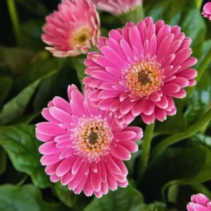 Pack of 2 Daisy Plants, Pink Gerbera Daisy Live Plants, Gerbera Daisy Plant, 4 to 7 Inches Tall, Daisy Live Plant, No Pot, Daisy Plants Live for Growing Outdoors Indoors