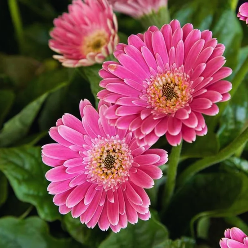 Pack of 2 Daisy Plants, Pink Gerbera Daisy Live Plants, Gerbera Daisy Plant, 4 to 7 Inches Tall, Daisy Live Plant, No Pot, Daisy Plants Live for Growing Outdoors Indoors