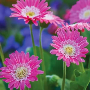 Pack of 2 Daisy Plants, Pink Gerbera Daisy Live Plants, Gerbera Daisy Plant, 4 to 7 Inches Tall, Daisy Live Plant, No Pot, Daisy Plants Live for Growing Outdoors Indoors