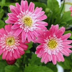 Pack of 3 Daisy Plants, Pink Gerbera Daisy Live Plants, Gerbera Daisy Plant , 4 to 7 Inches Tall, No Pot, Daisy Live Plant, Daisy Plants Live for Growing Outdoors Indoors