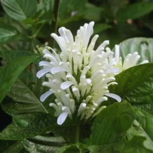 White Shrimp Plant Live, Shrimp Plant Pot, 3 to 8 Inc Tall, Live Shrimp Plant Indoor Outdoor, Shrimp Flower Plant for Garden