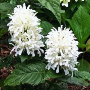 White Shrimp Plant Live, Shrimp Plant Pot, 3 to 8 Inc Tall, Live Shrimp Plant Indoor Outdoor, Shrimp Flower Plant for Garden