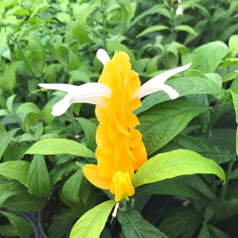 2 Golden Shrimp Plants Live, Yellow Shrimp Plants Live, 3 to 6 Inches in Height, Live Shrimp Plant Indoor, Shrimp Live Plant for Garden