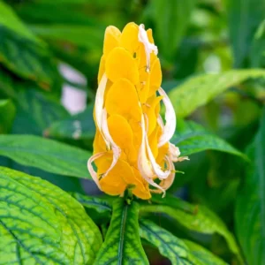 2 Golden Shrimp Plants Live, Yellow Shrimp Plants Live, 3 to 6 Inches in Height, Live Shrimp Plant Indoor, Shrimp Live Plant for Garden