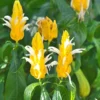 Yellow Shrimp Plants Live, 2 Golden Shrimp Plants, Shrimp Live Plants, Live Shrimp Plant Indoor Outdoor, 4 to 6 Inches Tall