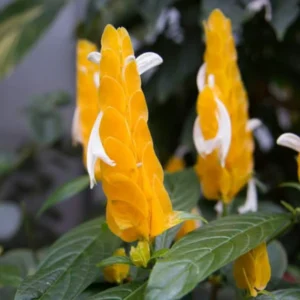 Yellow Shrimp Plants Live, 2 Golden Shrimp Plants, Shrimp Live Plants, Live Shrimp Plant Indoor Outdoor, 4 to 6 Inches Tall