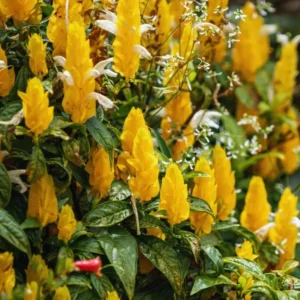 2 Golden Shrimp Plants Live, Yellow Shrimp Plants, 3 to 5 Inches in Height, Live Shrimp Plant Indoor, Shrimp Live Plant for Garden, Shrimp Starter Plants