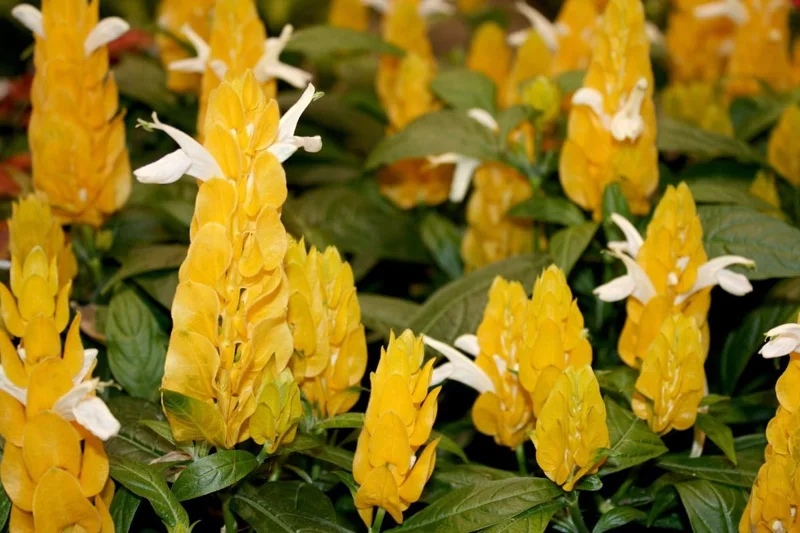 2 Golden Shrimp Plants Live, Yellow Shrimp Plants, 3 to 5 Inches in Height, Live Shrimp Plant Indoor, Shrimp Live Plant for Garden, Shrimp Starter Plants