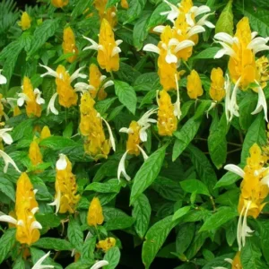 Yellow Shrimp Plants Live, 4 Golden Shrimp Plants Pot, Shrimp Starter Plants, Live Shrimp Plant Indoor Outdoor, 4 to 6 Inches Tall