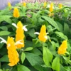 Yellow Shrimp Plants Live, 4 Golden Shrimp Plants Pot, Shrimp Starter Plants, Live Shrimp Plant Indoor Outdoor, 4 to 6 Inches Tall