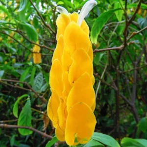 4 Golden Shrimp Plants Live, Yellow Shrimp Plants Live, 3 to 6 Inches in Height, Live Shrimp Plant Indoor, Shrimp Live Plant for Garden Indoor Outdoor