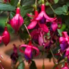 Fuchsia Plants Live, Purple Pink Fuchsia Live Plants, 2 Plants, 4 Inc Tall, Fuchsia Starter Plant, Fuchsia Plant Live for Garden
