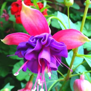 Fuchsia Plants Live, Pink Purple Fuchsia Live Plants, 2 Plants, Fuchsia Plant Live Indoor Outdoor, Ready to Plant