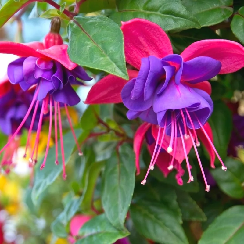 Fuchsia Plants Live, Pink Purple Fuchsia Live Plants, 2 Plants, Fuchsia Plant Live Indoor Outdoor, Ready to Plant