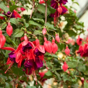 Fuchsia Plants Live, Pink Purple Fuchsia Live Plants, 2 Plants, Fuchsia Plant Live Indoor Outdoor, Ready to Plant