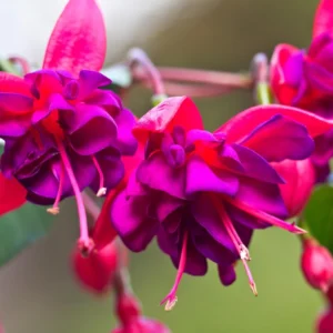 Fuchsia Plants Live, Pink Purple Fuchsia Live Plants, 2 Plants, Fuchsia Plant Live Indoor Outdoor, Ready to Plant
