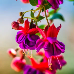 Fuchsia Plants Live, Pink Purple Fuchsia Live Plants, 2 Plants, Fuchsia Plant Live Indoor Outdoor, Ready to Plant