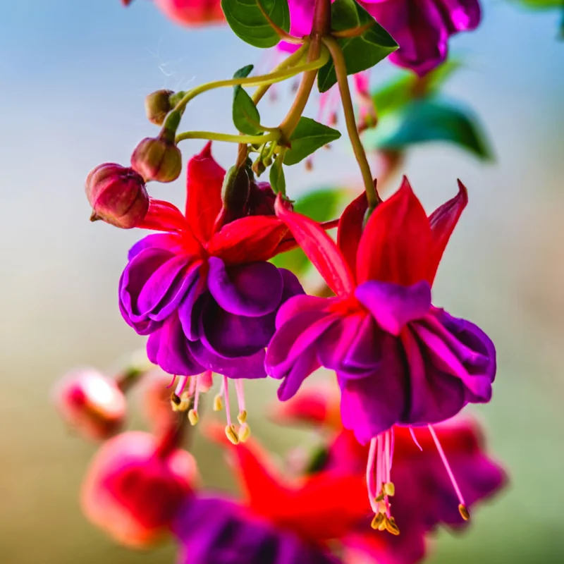 Fuchsia Plants Live, Pink Purple Fuchsia Live Plants, 2 Plants, Fuchsia Plant Live Indoor Outdoor, Ready to Plant