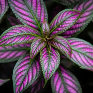 Set of 2 Persian Shield Live Plants, Strobilanthes Plants from 3 Inches Tall, Persian Shield Purple Live Plant, Live Persian Shield Plant Indoor