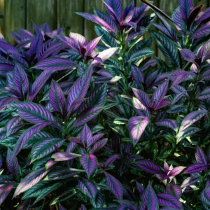 Set of 2 Persian Shield Live Plants, Strobilanthes Plants from 3 Inches Tall, Persian Shield Purple Live Plant, Live Persian Shield Plant Indoor