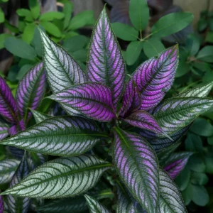 Set of 2 Persian Shield Live Plants, Strobilanthes Plants from 3 Inches Tall, Persian Shield Purple Live Plant, Live Persian Shield Plant Indoor