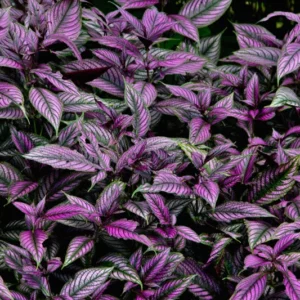 Purple Persian Shield Live Plants, 3 to 7 Inches Tall, Strobilanthes Plants, Persian Shield Purple Live Plant, 4 Packs