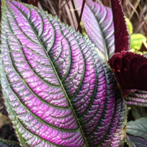 Purple Persian Shield Live Plants, 3 to 7 Inches Tall, Strobilanthes Plants, Persian Shield Purple Live Plant, 4 Packs