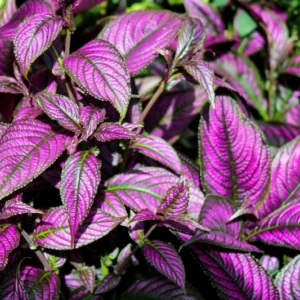 Purple Persian Shield Live Plants, 3 to 7 Inches Tall, Strobilanthes Plants, Persian Shield Purple Live Plant, 4 Packs
