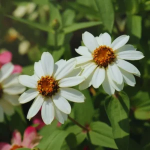 Live Zinnia Plants Potted 4 Inches, White Zinnia Flowers Plants, Set 4 Plants, Growing Indoor Outdoor, Zinnia Plants Live