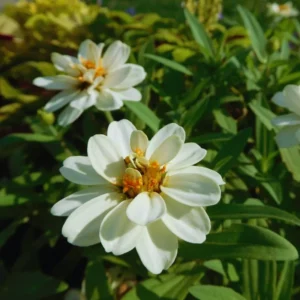 Live Zinnia Plants Potted 4 Inches, White Zinnia Flowers Plants, Set 4 Plants, Growing Indoor Outdoor, Zinnia Plants Live
