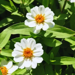 White Zinnia Flowers Plants, Set 2, Live Zinnia Plants Potted 4 Inches, Growing Indoor Outdoor, Zinnia Plants Live
