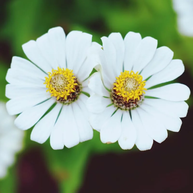 Zinnia Plants Live, White Zinnia Flowers Plants, Set 6 Plants, Live Zinnia Plants Potted, 4 Inc Tall, Indoor Outdoor Gardening