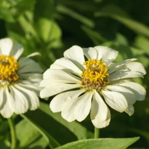 Zinnia Plants Live, White Zinnia Flowers Plants, Set 6 Plants, Live Zinnia Plants Potted, 4 Inc Tall, Indoor Outdoor Gardening