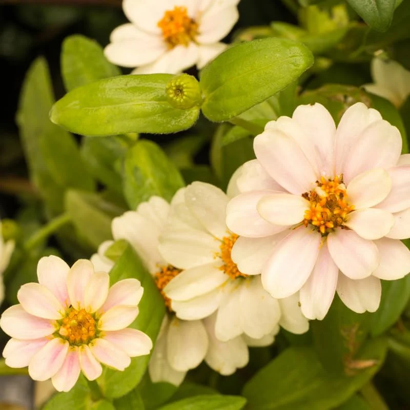 Zinnia Plants Live, White Zinnia Flowers Plants, Set 6 Plants, Live Zinnia Plants Potted, 4 Inc Tall, Indoor Outdoor Gardening